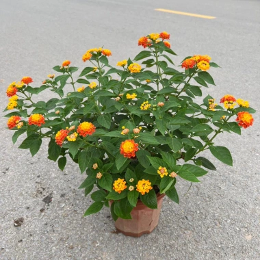 Chậu hoa ngũ sắc, cây hoa nở quanh năm, trang trí ban công sân vườn, bán kính 35-45cm, chỉ 80.000 VND