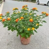 Chậu hoa ngũ sắc, cây hoa nở quanh năm, trang trí ban công sân vườn, bán kính 35-45cm, chỉ 80.000 VND 2