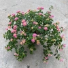 Chậu hoa ngũ sắc, cây hoa nở quanh năm, trang trí ban công sân vườn, bán kính 35-45cm, chỉ 80.000 VND 3
