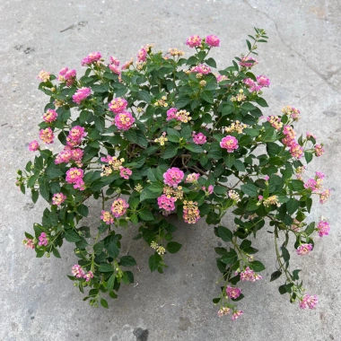 Chậu hoa ngũ sắc, cây hoa nở quanh năm, trang trí ban công sân vườn, bán kính 35-45cm, chỉ 80.000 VND