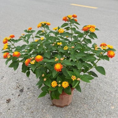 Chậu hoa ngũ sắc, cây hoa nở quanh năm, trang trí ban công sân vườn, bán kính 35-45cm, chỉ 80.000 VND