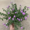 Chậu hoa ngũ sắc, cây hoa nở quanh năm, trang trí ban công sân vườn, bán kính 35-45cm, chỉ 80.000 VND 8