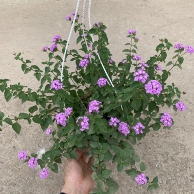 Chậu hoa ngũ sắc, cây hoa nở quanh năm, trang trí ban công sân vườn, bán kính 35-45cm, chỉ 80.000 VND