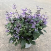 Chậu Hoa Oải Hương Lavender Rực Rỡ - Trang trí sân vườn, ban công, giá 24.000