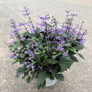 Chậu Hoa Oải Hương Lavender Rực Rỡ - Trang trí sân vườn, ban công, giá 24.000