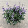 Chậu Hoa Oải Hương Lavender Rực Rỡ - Trang trí sân vườn, ban công, giá 24.000 2
