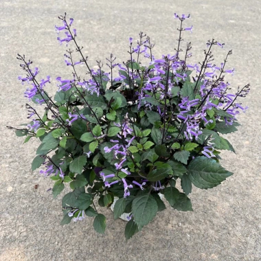 Chậu Hoa Oải Hương Lavender Rực Rỡ - Trang trí sân vườn, ban công, giá 24.000