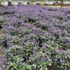 Chậu Hoa Oải Hương Lavender Rực Rỡ - Trang trí sân vườn, ban công, giá 24.000 4