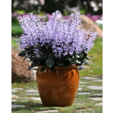 Chậu Hoa Oải Hương Lavender Rực Rỡ - Trang trí sân vườn, ban công, giá 24.000