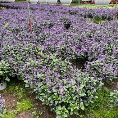 Chậu Hoa Oải Hương Lavender Rực Rỡ - Trang trí sân vườn, ban công, giá 24.000