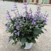 Chậu Hoa Oải Hương Lavender siêu bông - Trang trí sân vườn, không gian sống, chỉ 12.000đ