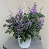 Chậu Hoa Oải Hương Lavender siêu bông - Trang trí sân vườn, không gian sống, chỉ 12.000đ 2