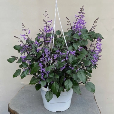 Chậu Hoa Oải Hương Lavender siêu bông - Trang trí sân vườn, không gian sống, chỉ 12.000đ 2