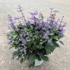 Chậu Hoa Oải Hương Lavender siêu bông - Trang trí sân vườn, không gian sống, chỉ 12.000đ 3