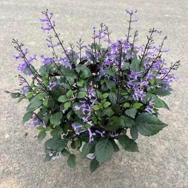Chậu Hoa Oải Hương Lavender siêu bông - Trang trí sân vườn, không gian sống, chỉ 12.000đ 4