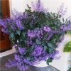 Chậu Hoa Oải Hương Lavender siêu bông - Trang trí sân vườn, không gian sống, chỉ 12.000đ 5