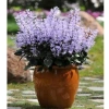 Chậu Hoa Oải Hương Lavender siêu bông - Trang trí sân vườn, không gian sống, chỉ 12.000đ 6