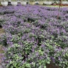 Chậu Hoa Oải Hương Lavender siêu bông - Trang trí sân vườn, không gian sống, chỉ 12.000đ 7