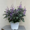 Chậu Hoa Oải Hương Lavender siêu bông - Trang trí sân vườn, không gian sống, chỉ 12.000đ 8