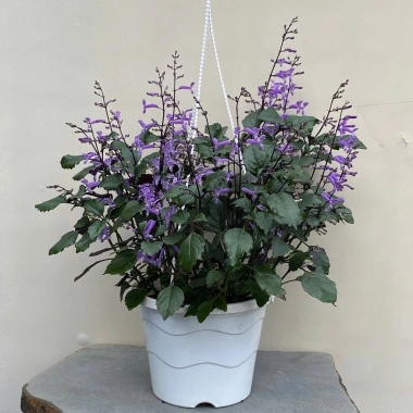 Chậu Hoa Oải Hương Lavender siêu bông - Trang trí sân vườn, không gian sống, chỉ 12.000đ 8