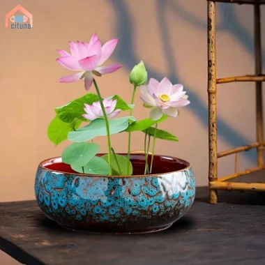Chậu hoa thủy canh đa năng gốm tròn - Trồng sen tại nhà, chỉ 184.800₫ 2