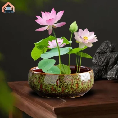 Chậu hoa thủy canh đa năng gốm tròn - Trồng sen tại nhà, chỉ 184.800₫ 7
