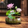 Chậu hoa thủy canh đa năng gốm tròn - Trồng sen tại nhà, chỉ 184.800₫ 8