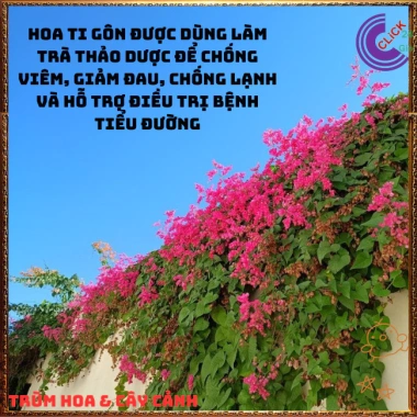 Chậu hoa Tigon hồng đỏ tinh khôi - to khỏe, sum xuê, giảm giá 57k, loài hoa đẹp nhất