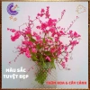 Chậu hoa Tigon hồng đỏ tinh khôi - to khỏe, sum xuê, giảm giá 57k, loài hoa đẹp nhất 3