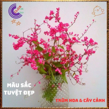 Chậu hoa Tigon hồng đỏ tinh khôi - to khỏe, sum xuê, giảm giá 57k, loài hoa đẹp nhất