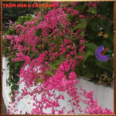 Chậu hoa Tigon hồng đỏ tinh khôi - to khỏe, sum xuê, giảm giá 57k, loài hoa đẹp nhất