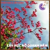Chậu hoa Tigon hồng đỏ tinh khôi - to khỏe, sum xuê, giảm giá 57k, loài hoa đẹp nhất 5