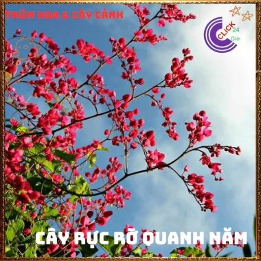 Chậu hoa Tigon hồng đỏ tinh khôi - to khỏe, sum xuê, giảm giá 57k, loài hoa đẹp nhất