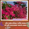 Chậu hoa Tigon hồng đỏ tinh khôi - to khỏe, sum xuê, giảm giá 57k, loài hoa đẹp nhất 8