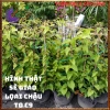 Chậu hoa Tigon hồng đỏ tinh khôi - to khỏe, sum xuê, giảm giá 57k, loài hoa đẹp nhất 9