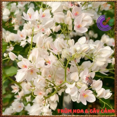 Chậu hoa Tigon hồng đỏ tinh khôi - to khỏe, sum xuê, giảm giá 57k, loài hoa đẹp nhất