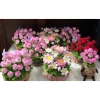 Chậu hoa tulip kẽm nhung Yagarden - Quà tặng 20/11 và Valentine, kèm hộp mika, giá ưu đãi 299.000₫ 3