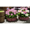 Chậu hoa tulip kẽm nhung Yagarden - Quà tặng 20/11 và Valentine, kèm hộp mika, giá ưu đãi 299.000₫ 5