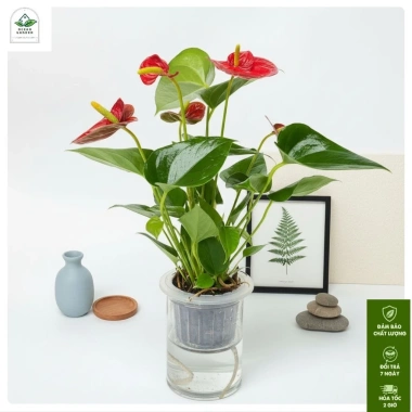 Chậu hồng môn thủy sinh 25cm - Trang trí nội thất sang trọng, dễ chăm sóc, giá ưu đãi 25.000₫