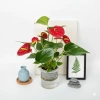 Chậu hồng môn thủy sinh 25cm - Trang trí nội thất sang trọng, dễ chăm sóc, giá ưu đãi 25.000₫ 2