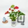 Chậu hồng môn thủy sinh 25cm - Trang trí nội thất sang trọng, dễ chăm sóc, giá ưu đãi 25.000₫ 3