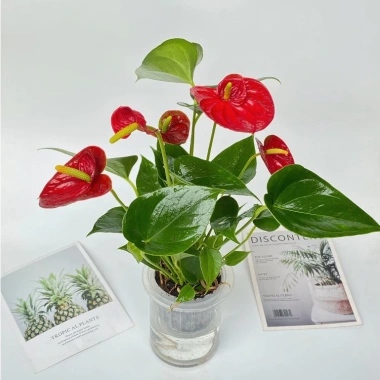 Chậu hồng môn thủy sinh 25cm - Trang trí nội thất sang trọng, dễ chăm sóc, giá ưu đãi 25.000₫ 4