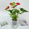 Chậu hồng môn thủy sinh 25cm - Trang trí nội thất sang trọng, dễ chăm sóc, giá ưu đãi 25.000₫ 5
