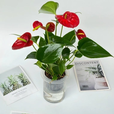 Chậu hồng môn thủy sinh 25cm - Trang trí nội thất sang trọng, dễ chăm sóc, giá ưu đãi 25.000₫ 6