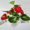 Chậu hồng môn thủy sinh 25cm - Trang trí nội thất sang trọng, dễ chăm sóc, giá ưu đãi 25.000₫ 7