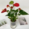Chậu hồng môn thủy sinh 25cm - Trang trí nội thất sang trọng, dễ chăm sóc, giá ưu đãi 25.000₫ 8