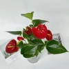 Chậu hồng môn thủy sinh 25cm - Trang trí nội thất sang trọng, dễ chăm sóc, giá ưu đãi 25.000₫ 9