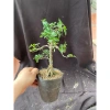 Chậu hồng ngọc mai mini 10-20cm ship xa hoa giá ưu đãi 59.000đ, rụng nha khách