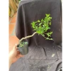 Chậu hồng ngọc mai mini 10-20cm ship xa hoa giá ưu đãi 59.000đ, rụng nha khách 2