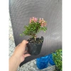 Chậu hồng ngọc mai mini 10-20cm ship xa hoa giá ưu đãi 59.000đ, rụng nha khách 3